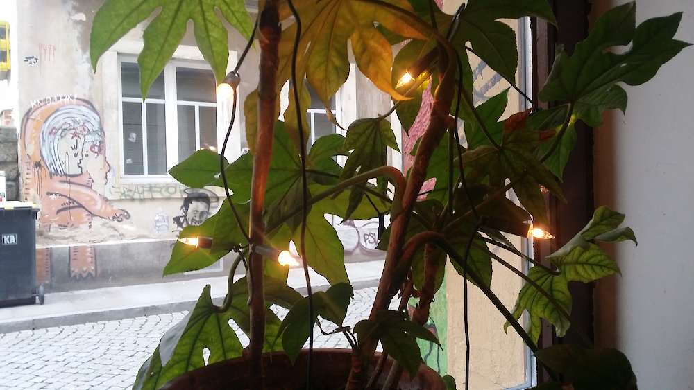 Pflanze mit Lichterkette